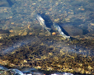 この画像には alt 属性が指定されておらず、ファイル名は s-1.jpg です