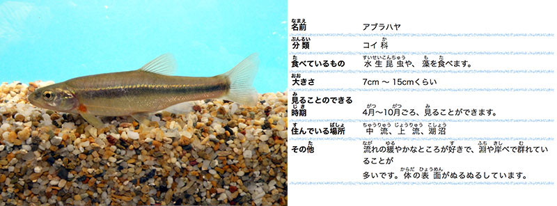 魚 さかな