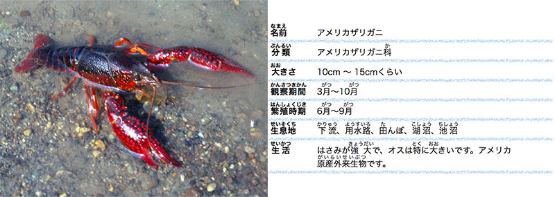 いろいろな小動物 しょうどうぶつ