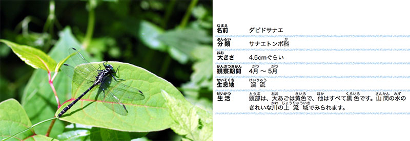 昆虫 こんちゅう