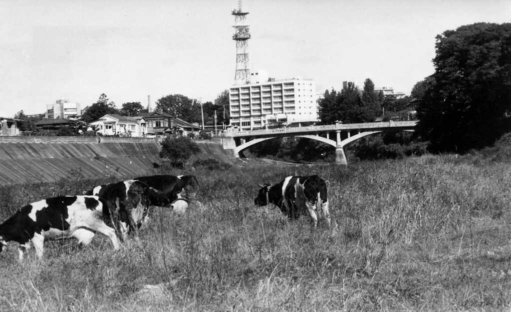 vol.17 広瀬川の河原で、のんびりと牛が草を食んでいた
