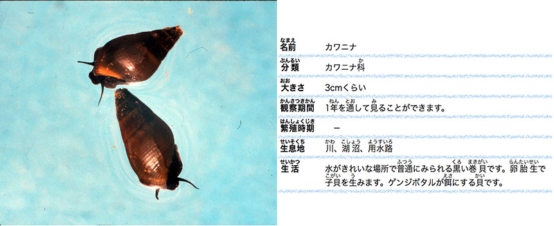 いろいろな小動物 しょうどうぶつ