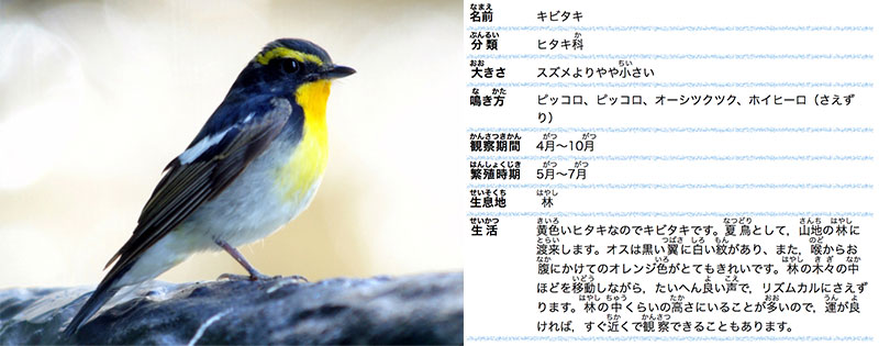 鳥 とり 鳥 とり