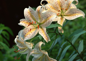 この画像には alt 属性が指定されておらず、ファイル名は s-5.jpg です