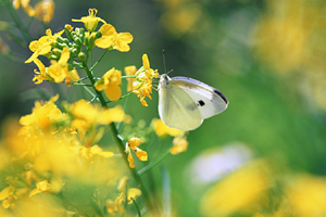 この画像には alt 属性が指定されておらず、ファイル名は s-4.jpg です