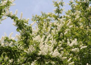 vol.5 ニホンミツバチの飛び交う 風景を訪ねて【春篇】