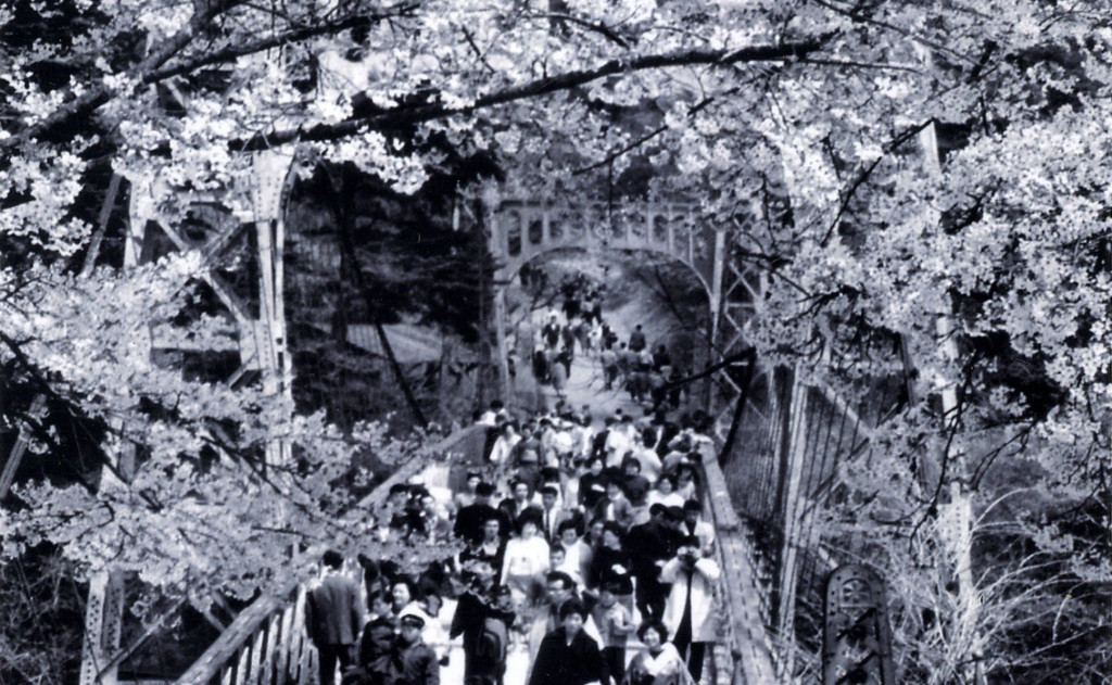 vol.22 満開の桜の下、吊り橋を渡り八木山へ歩いた